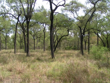 SIB Parque Nacional Chaco